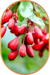 Liv Pure™-Ingredients-3